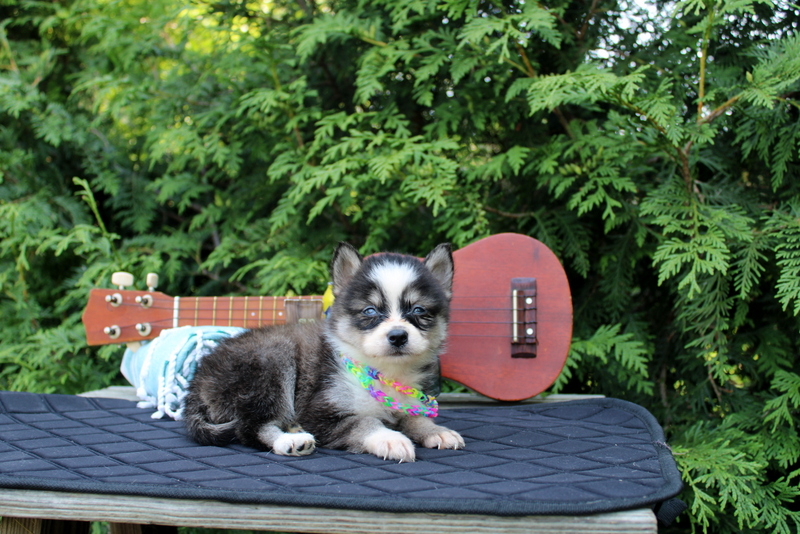 puppy, for, sale, Pomsky, Matthew B. Stoltzfus, dog, breeder, Gap, PA, dog-breeder, puppy-for-sale, forsale, nearby, find, puppyfind, locator, puppylocator, aca